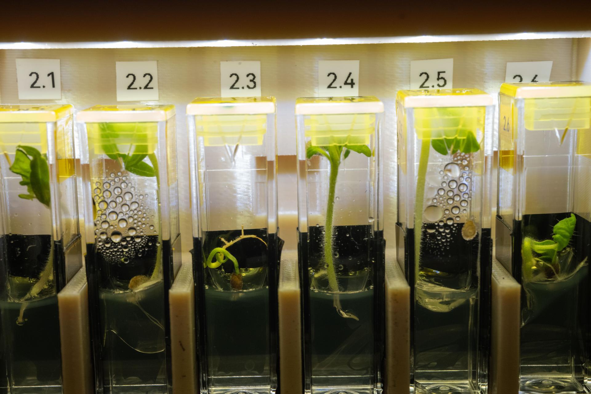 A close-up of rectangular, test-tube-like chambers containing seedlings. About one-third of the chambers are filled with clear agar on which green seedlings grow. A soft yellow light illuminates the chambers.